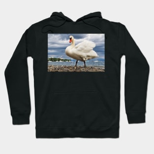 Swan in Hagnau - Lake Constance, Germany Hoodie